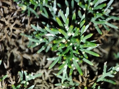 Ulex erinaceus