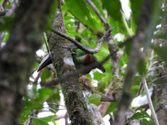 Aulacorhynchus prasinus