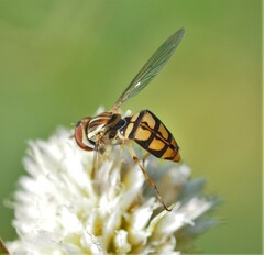 Toxomerus floralis