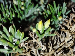 Ulex erinaceus
