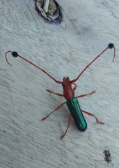 Compsocerus violaceus