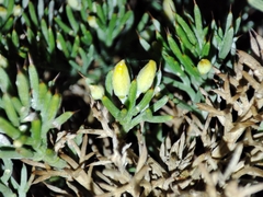 Ulex erinaceus