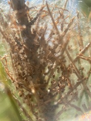 Thaumetopoea pityocampa
