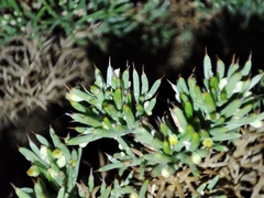 Ulex erinaceus