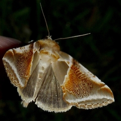 Habrosyne pyritoides