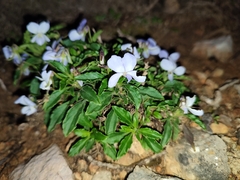 Viola arborescens