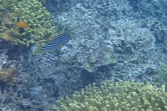 Plectorhinchus lineatus