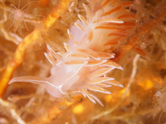 Coryphella
