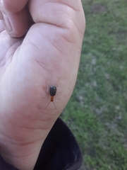 Brachinus adustipennis