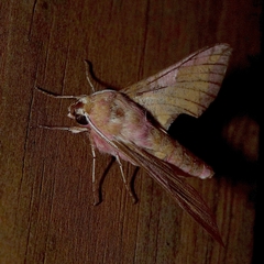 Deilephila porcellus