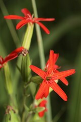 Silene regia