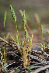 Myosurus apetalus montanus