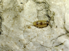 Ligia italica