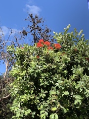 Metrosideros collina