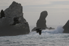 Leucocarbo georgianus