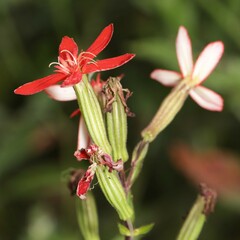 Silene regia