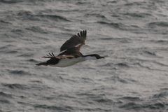 Leucocarbo georgianus