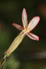 Silene regia