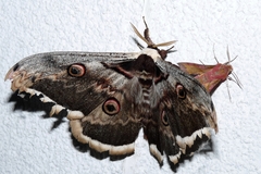 Deilephila porcellus