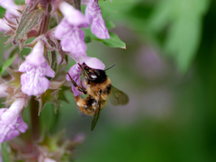 Anthophora furcata