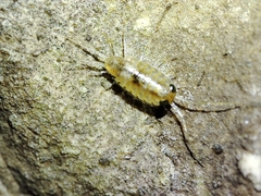 Ligia italica