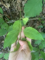 Asclepias quadrifolia