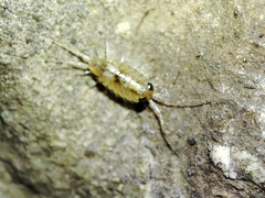 Ligia italica