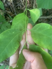 Asclepias quadrifolia