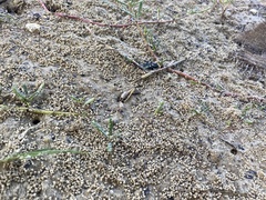 Leptuca leptodactyla