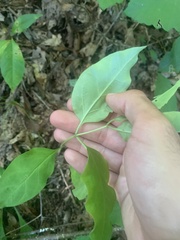 Asclepias quadrifolia