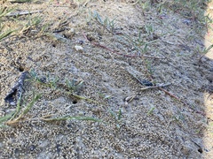 Leptuca leptodactyla