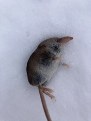 Sorex hoyi
