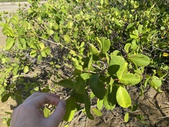 Laguncularia racemosa
