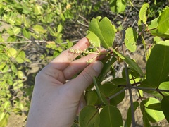 Laguncularia racemosa