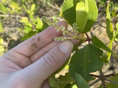 Laguncularia racemosa