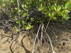 Laguncularia racemosa