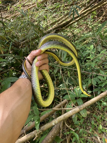 Photo of a South American Sipo (septentrionalis) (Chironius septentrionalis)