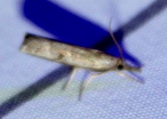 Neodactria luteolellus