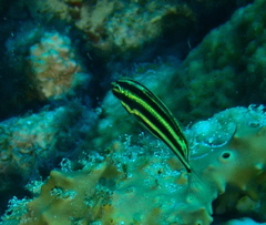 Halichoeres prosopeion