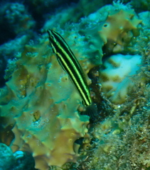 Halichoeres prosopeion