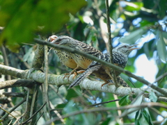 Campylorhynchus zonatus