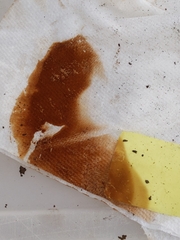 Cortinarius xanthophyllus