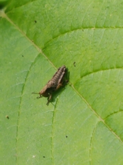 Melanoplus viridipes