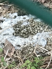 Sylvilagus aquaticus