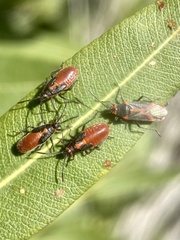Caenocoris nerii
