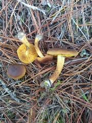 Cortinarius cinnamomeus