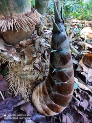 Dendrocalamus giganteus