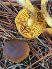Cortinarius cinnamomeus