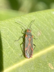 Caenocoris nerii