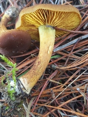 Cortinarius cinnamomeus